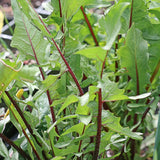 Catalogna Garnet Stem Endive (Cichorium endivia)