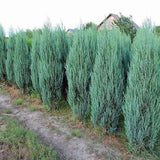 Juniperus scopulorum (Rocky Mountain Juniper, Rocky Mt. Juniper)