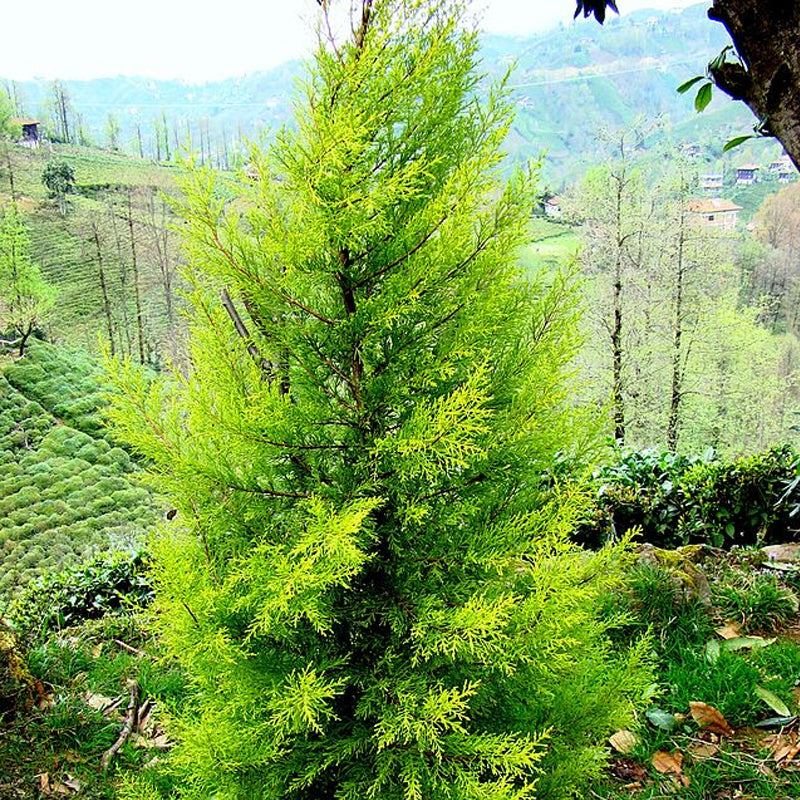 Cupressus macrocarpa (Monterey Cypress)