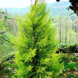 Cupressus macrocarpa (Monterey Cypress)