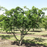 Mespilus germanica (Medlar, Showy Mespilus)