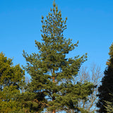 Pinus sylvestris rhodopaea (Scots Pine, Scotch Pine, European Red Pine, Baltic Pine)