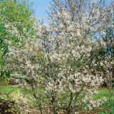 Amelanchier lamarckii (Juneberry, Snowy Mespilus)