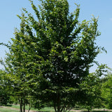 Carpinus betulus (European Hornbeam)