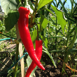 Cayenne Large Red Thick Pepper, HOT (Capsicum annuum)