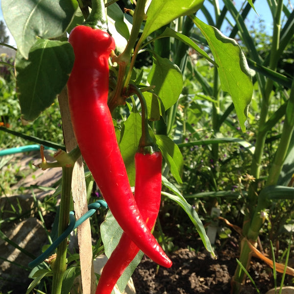 Cayenne Large Red Thick Pepper, HOT (Capsicum annuum) – MySeedsCo