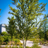 Betula nigra Northern (River Birch)