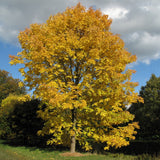 Fraxinus americana d.w. (White Ash)