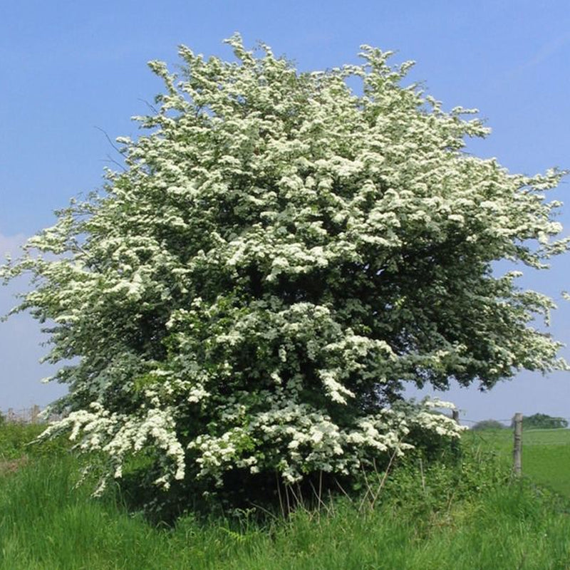 planting hawthorn seeds Crataegus monogyna (Single Seed English Hawthorn) 1 lb (~6208 Seeds)