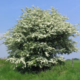 Crataegus monogyna (Single Seed English Hawthorn)