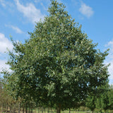 Celtis australis (European Nettle, Lote Tree, Mediterranean Honeyberry)