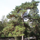 Pinus tabulaeformis (Chinese Table Pine, Southern Chinese Pine)