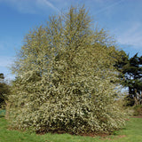 Pyrus ussuriensis (Chinese Pear, Sand Pear, Harbin Pear)