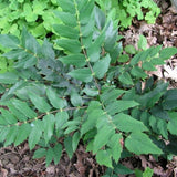 Mahonia nervosa (Cascades Mahonia)