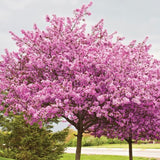 Cercis chinensis (Chinese Redbud)