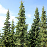 Picea mariana (Black Spruce)