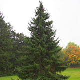 Picea omorika (Serbian Spruce)