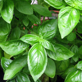 Basil, Amelia (Ocimum basilicum)