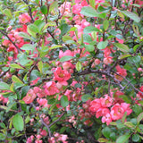 Chaenomeles lagenaria (Common Quince)