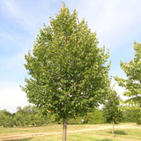 Tilia cordata (Littleleaf Linden)