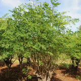 Moringa oleifera (Benzoil Tree, Ben Oil Tree, Drumstick Tree)
