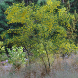 Parkinsonia aculeata (Jerusalem Thorn, Jellybean Tree, Mexican Palo Verde, Palo Verde)