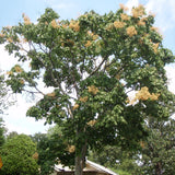 Firmiana simplex (Chinese Parasol Tree)