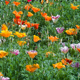 ESCHSCHOLZIA californica (California Poppy, Formula Mix)