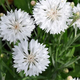 Centaurea cyanus (Cornflower, Tall White)