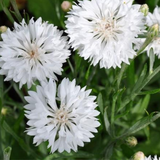 Centaurea cyanus Cornflower, Tall White