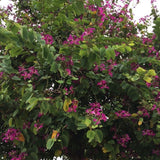 Bauhinia purpurea (Purple Bauhinia)