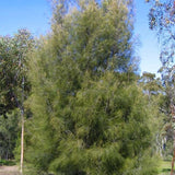 Casuarina cunninghamiana (River Oak, River She-oak, River Sheoak, Creek Oak, Fire Oak, Australian Pine, Beefwood, Creek Oak, Kasa)