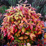 Nandina domestica (Heavenly Bamboo)