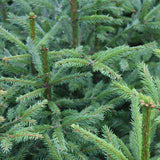 Picea abies Southern Europe (Southern European Spruce)