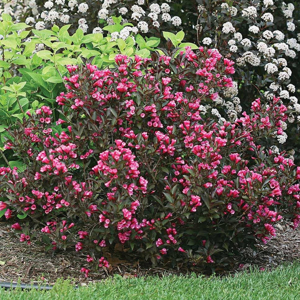 Weigela