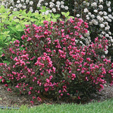 Weigela florida (Weigela, Old-fashioned Weigela)