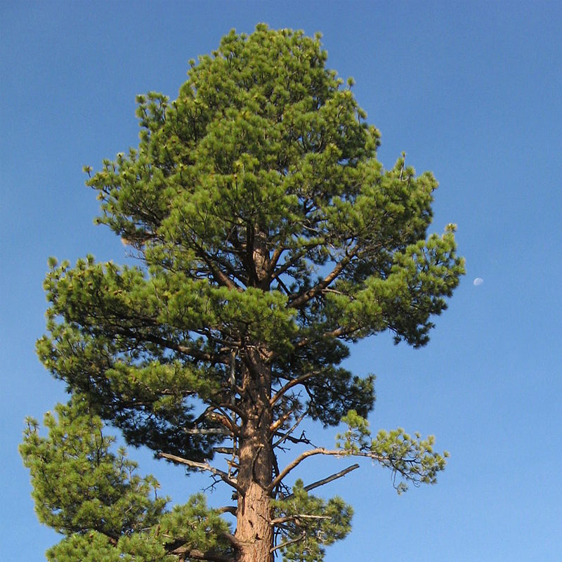 Pinus jeffreyi (Jeffrey Pine)