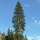 Pinus ponderosa (Ponderosa Pine)