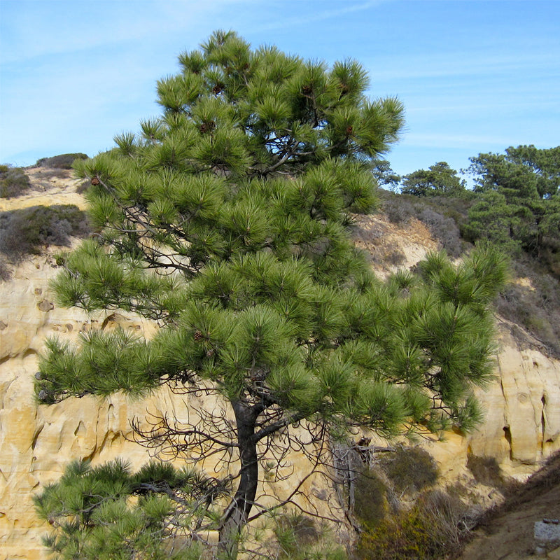 Pinus torreyana (Torrey Pine, Del Mar Pine, Soledad Pine)