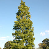 Taxodium distichum imbricatum (Pond Cypress)