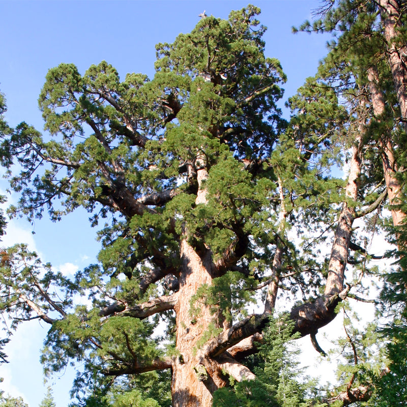 Sequoia gigantea (Giant Sequoia, Sierra Redwood, Dr. Seuss Tree)