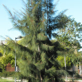 Casuarina equisetifolia (Beach Sheoak, Australian Pine)