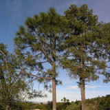 Pinus arizonica (Arizona Pine)