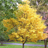 Sorbus alnifolia (Korean Mountain Ash)