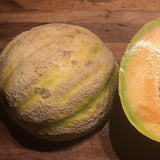 Iroquis Melon (Cucumis melo)