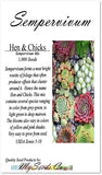 Sempervivum Hybridum  (Hen & Chicks Cactus Mixed) Succulent Seeds - 1,000 Seeds Per Pack