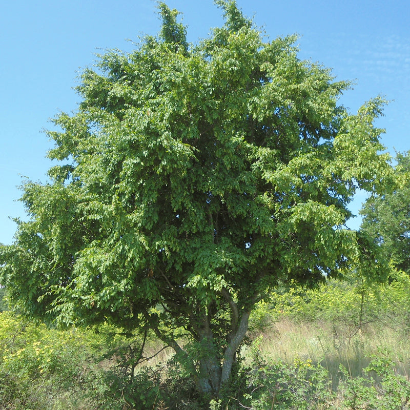 Carpinus orientalis (Oriental Hornbeam)
