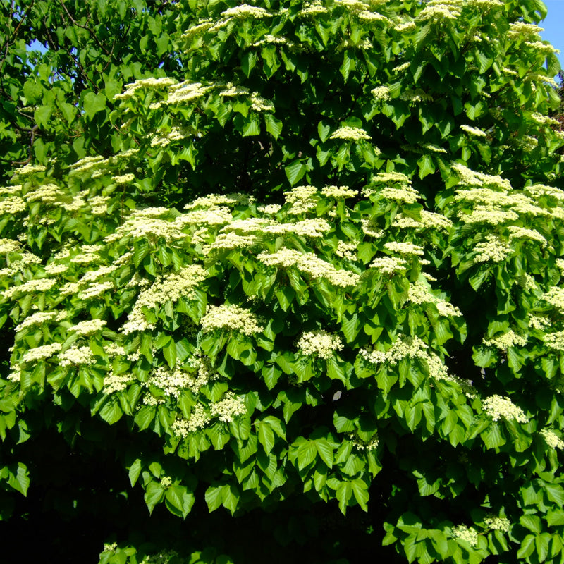Viburnum dilatatum (Linden Arrowwood, Linden Viburnum)