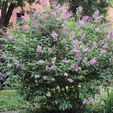 Syringa josikaea (Hungarian Lilac)