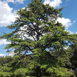 Cedrus deodara (Deodar Cedar)